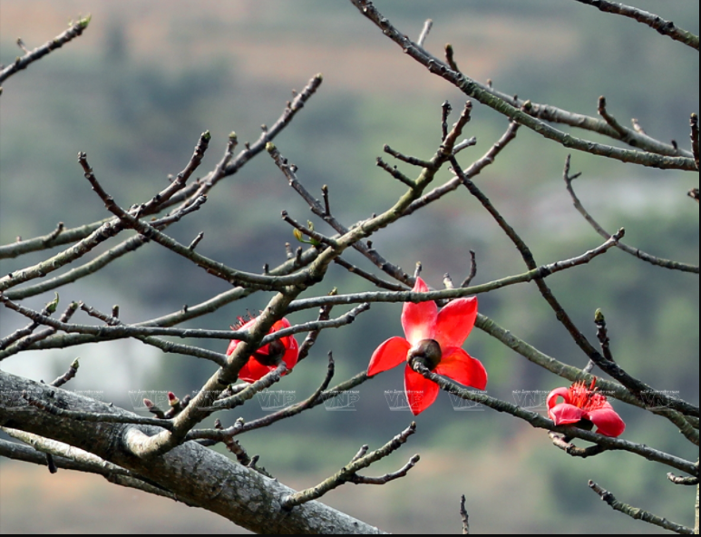 Les fleurs du bombax ceiba rouge vif ont cinq pétales.
