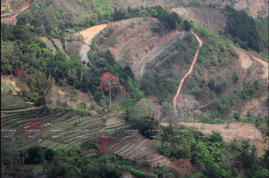 Fleurs du bombax ceiba à côté des champs en terrasses.