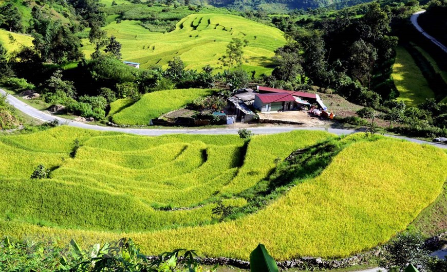 Lorsque le temps passe à l'automne fin août et début septembre, c'est aussi le moment où les champs en terrasses de la commune frontalière de Si Lo Lau, district de Phong Tho province de Lai Chau (Nord) jaunissent en se cachant dans les montagnes verdoyantes et les forêts du Nord-Ouest, comme de belles peintures créées par les minorités ethniques Dao et Ha Nhi. Photo : VNA