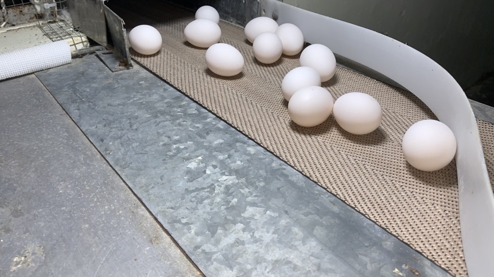 Les races de poulets françaises produisent de gros œufs uniformes, à coquille blanche facile à observer, pour la culture de la souche virale NDV-Lasota-S afin de fabriquer le vaccin COVIVAC.