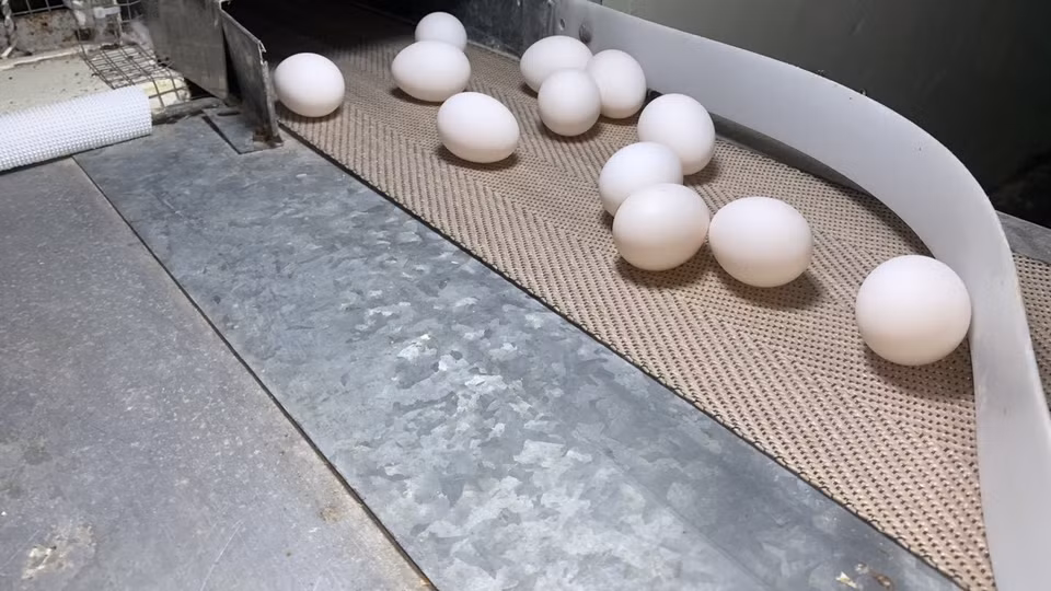 Les races de poulets françaises produisent de gros œufs uniformes, à coquille blanche facile à observer, pour la culture de la souche virale NDV-Lasota-S afin de fabriquer le vaccin COVIVAC.