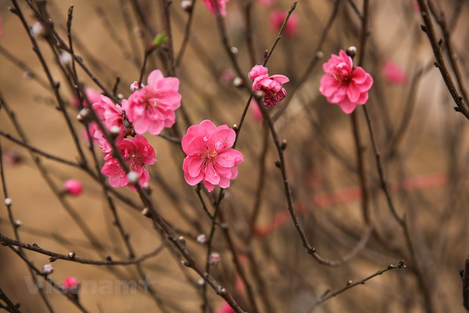 Selon les anciens de Nhât Tân, le pêcher préfère les terrains sableux. Le sol de Nhât Tân est donc tout à fait adapté. Un pêcher similaire ne grandirait pas aussi bien ailleurs.Pour pouvoir proposer de belles branches de pêchers, les horticulteurs s’y prennent plusieurs semaines, voire plusieurs mois à l’avance. Tout est calculé pour que la floraison se produise pendant le Têt. On peut trouver à Nhât Tân de grands pêchers bien taillés qui coûtent une fortune. Il ne suffit pas d’acheter l’arbre, il faut aussi trouver le pot adéquat et ce n’est pas si simple, même si visiblement, les pots en céramique ou en bronze ont la côte. Photo: Vietnam+