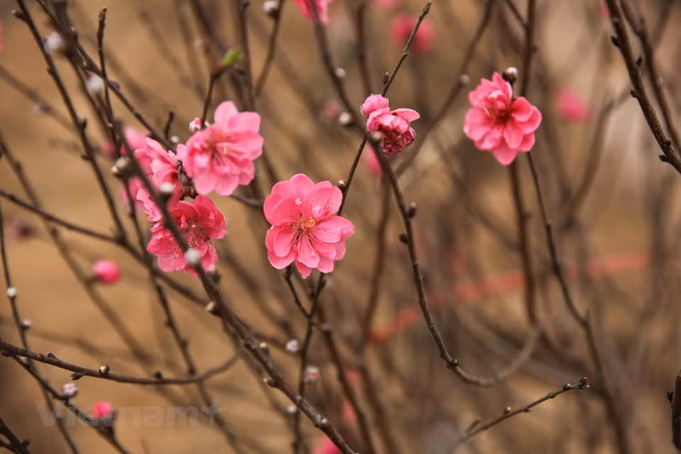 Selon les anciens de Nhât Tân, le pêcher préfère les terrains sableux. Le sol de Nhât Tân est donc tout à fait adapté. Un pêcher similaire ne grandirait pas aussi bien ailleurs.Pour pouvoir proposer de belles branches de pêchers, les horticulteurs s’y prennent plusieurs semaines, voire plusieurs mois à l’avance. Tout est calculé pour que la floraison se produise pendant le Têt. On peut trouver à Nhât Tân de grands pêchers bien taillés qui coûtent une fortune. Il ne suffit pas d’acheter l’arbre, il faut aussi trouver le pot adéquat et ce n’est pas si simple, même si visiblement, les pots en céramique ou en bronze ont la côte. Photo: Vietnam+ 