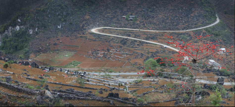 Sur le plateau rocheux de Ha Giang, province éponyme du Nord, les fleurs du bombax ceiba fleurissent partout sur les routes, le long des colines, sur les rives de la rivière Nho Que.