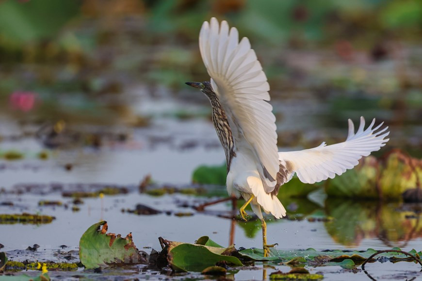 Le parc national de Tram Chim dans la province de Dong Thap (Delta du Mékong) abrite des centaines d'espèces de vertébrés, des dizaines d'espèces de poissons et 198 espèces d'oiseaux aquatiques, soit environ 25% de toutes les espèces d'oiseaux au Vietnam. Photo: VietnamPlus