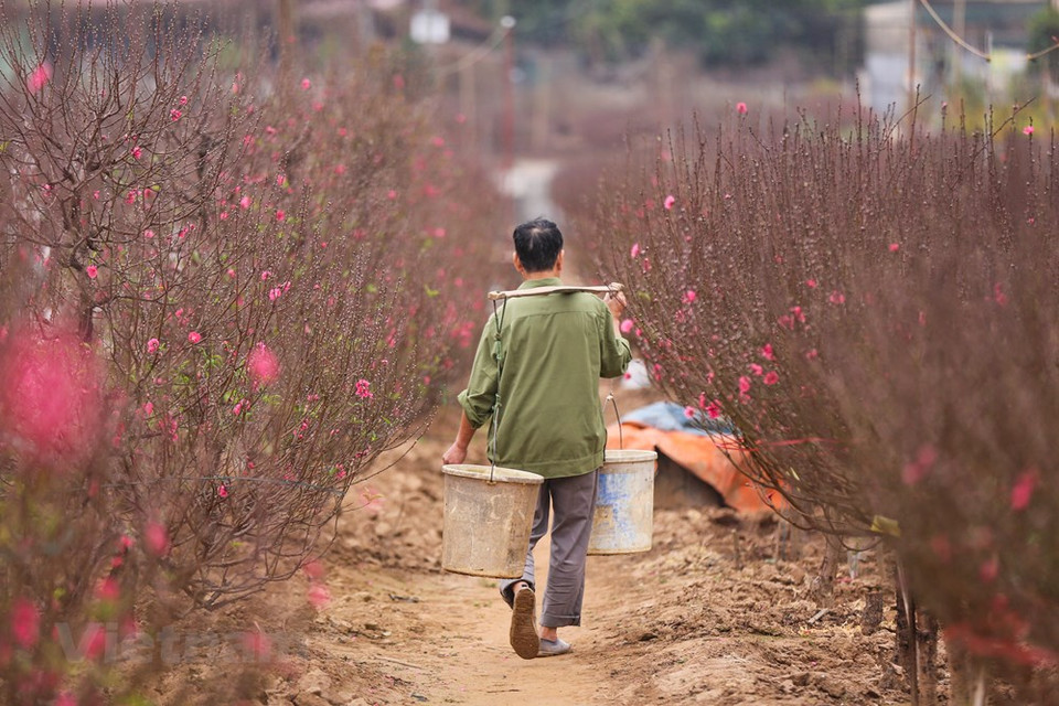 Comme le sapin de Noël, les fleurs de pêchers sont indispensables pour le Tet traditionnel des Vietnamiens au Nord. Les fleurs de pêchers fleurissent au printemps - pendant les vacances du Têt. Elles symbolisent une forte vitalité et un cœur courageux. Leur couleur rose symbolise l'amour et la joie partagée par tous en cette période unique de l'année. Pour avoir une belle branche de fleur de pêchers, les connaisseurs en fleurs s'en préoccupent des semaines, voire plusieurs mois, avant le Têt. Chaque pêcher est choisi et soigné pour qu'il soit en bonne santé et fleurisse pendant le Têt traditionnel du Vietnam. Photo: Vietnam+