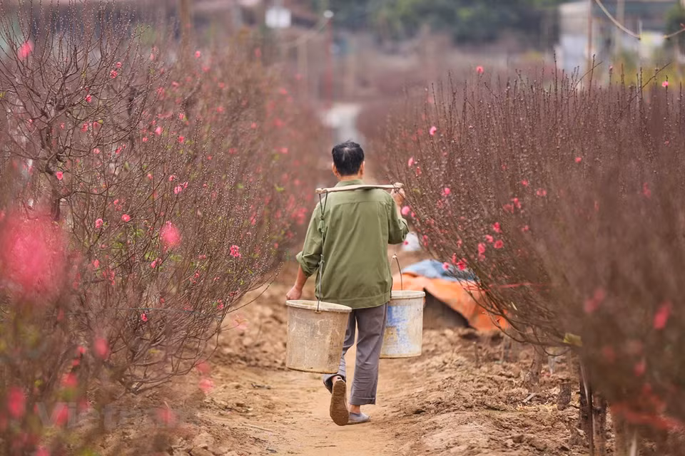 Comme le sapin de Noël, les fleurs de pêchers sont indispensables pour le Tet traditionnel des Vietnamiens au Nord. Les fleurs de pêchers fleurissent au printemps - pendant les vacances du Têt. Elles symbolisent une forte vitalité et un cœur courageux. Leur couleur rose symbolise l'amour et la joie partagée par tous en cette période unique de l'année. Pour avoir une belle branche de fleur de pêchers, les connaisseurs en fleurs s'en préoccupent des semaines, voire plusieurs mois, avant le Têt. Chaque pêcher est choisi et soigné pour qu'il soit en bonne santé et fleurisse pendant le Têt traditionnel du Vietnam. Photo: Vietnam+ 