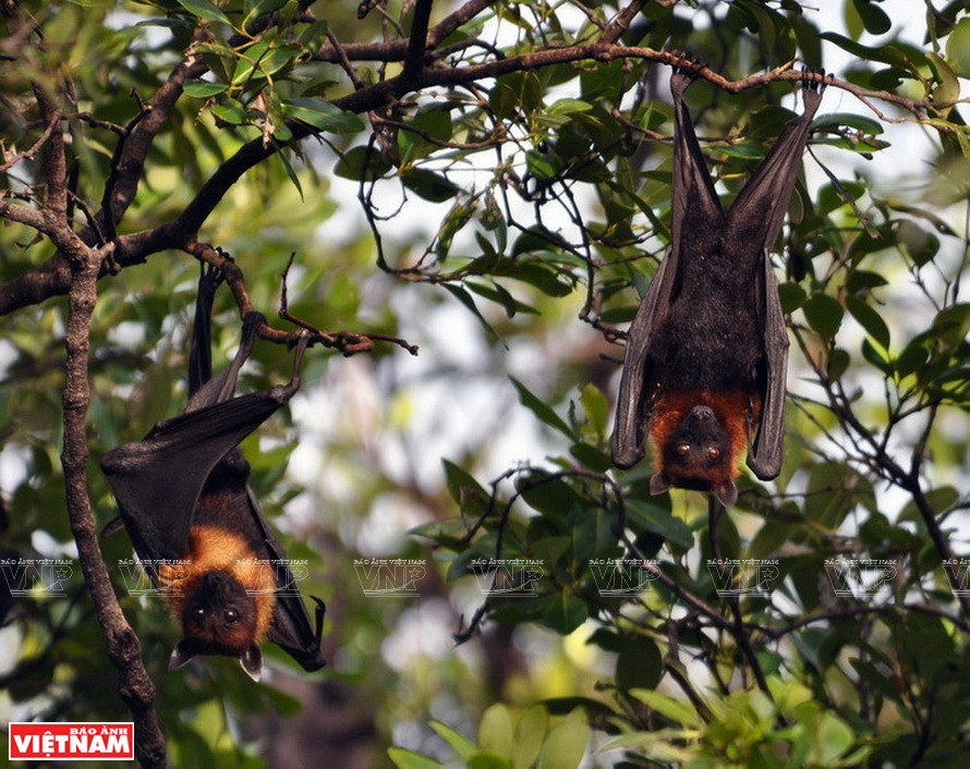 Des roussettes dans le parc national d'U Minh Thuong. Photo: Vietnam Illustré