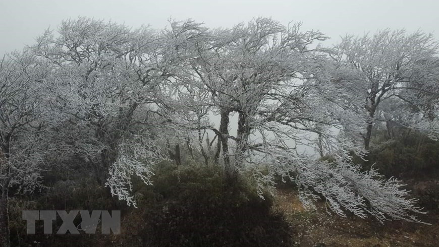 Les branches au sommet de la montagne Phia Oac étaient couvertes de glace blanche et de neige, ressemblant à des fleurs de prunier.