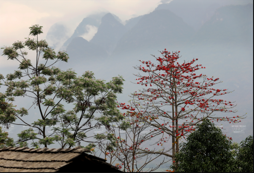 De bombax ceiba en pleine floraison.