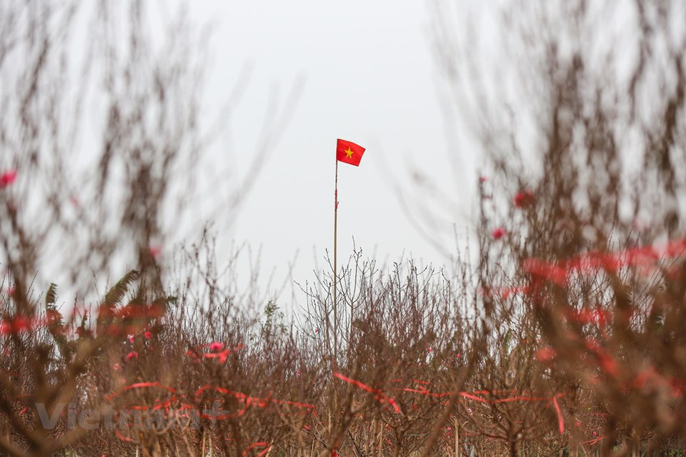 Durant ces jours, les marchés regorgent de fleurs et de plantes de toutes sortes, à commencer par les fleurs symboliques du Têt selon la tradition vietnamienne comme celles du pêcher, du prunier, du kumquat, du chrysanthème... A Hanoi, certains marchés aux fleurs ont une longue réputation, comme ceux de Nghi Tàm, Nhât Tân, Quang Ba, Tây Tuu et Hàng Luoc. Autrefois, ces marchés proposaient essentiellement des fleurs et des plantes d’agréments traditionnelles telles que chrysanthème, œillet, fleurs de pêcher, glaïeul, gerbera et kumquat... Aujourd'hui, ils offrent une large variété d’espèces et de variétés avec orchidées, poinsettias, anthuriums, népenthès, pêcher rouge, abricotiers rouge et blanc... Ces plantes sont cultivées dans les villages floricoles avoisinants Hanoï, mais aussi dans d’autres provinces du pays. Photo: Vietnam+