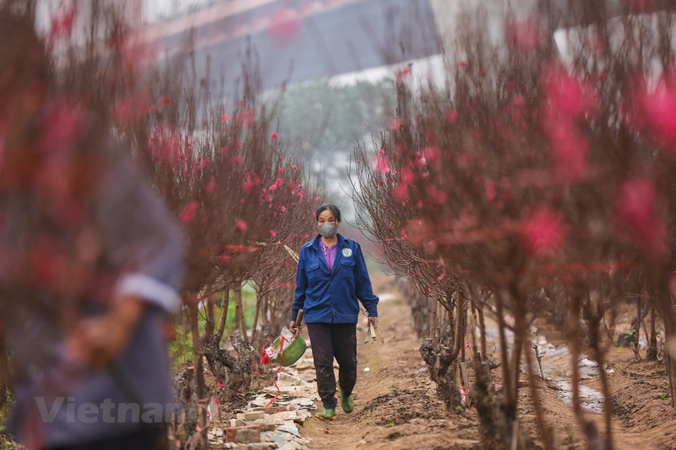 Leur couleur rose symbolise l'amour et la joie partagée par tous en cette période unique de l'année. Pour tout le monde, il suffit d’une petite branche de fleurs de pêchers pour apporter l’ambiance du Têt au sein de la famille. À côté des fleurs de pêchers, la présence d’autres fleurs relève la vie printanière de ce village horticole. C’est le cas des chrysanthèmes, des roses, des violettes, des lilas et des kumquats... Ils font leur entrée dans le centre-ville de Hanoï sur les motos ou les vélos des marchands ambulants. Grande tradition, les marchés des fleurs sont l’un des aspects culturels du Têt. Photo: Vietnam+