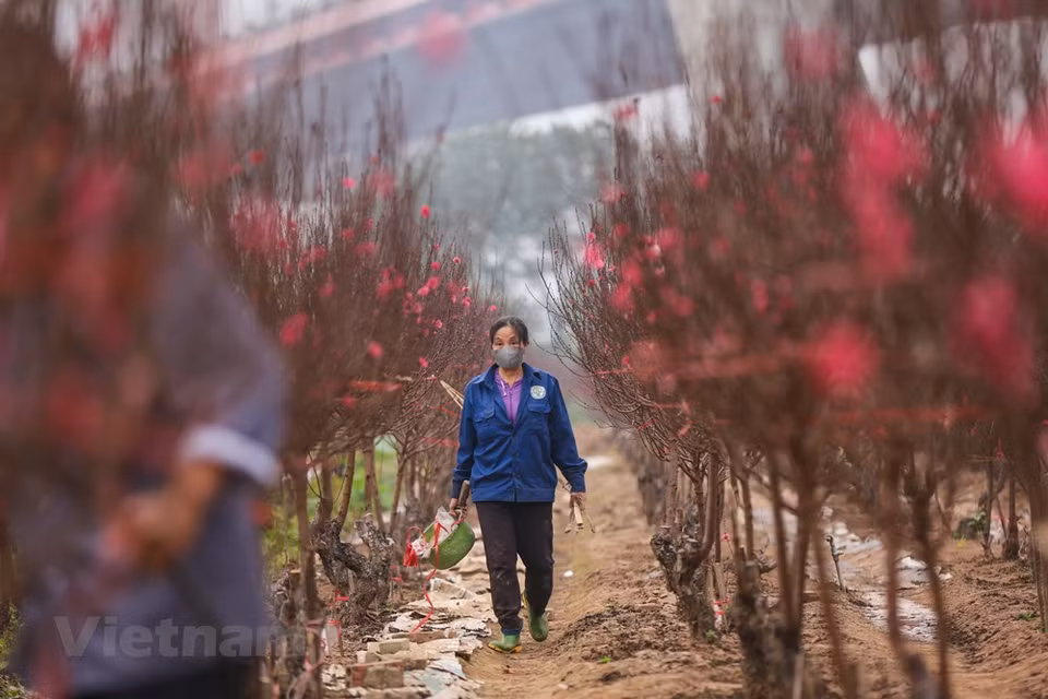 Leur couleur rose symbolise l'amour et la joie partagée par tous en cette période unique de l'année. Pour tout le monde, il suffit d’une petite branche de fleurs de pêchers pour apporter l’ambiance du Têt au sein de la famille. À côté des fleurs de pêchers, la présence d’autres fleurs relève la vie printanière de ce village horticole. C’est le cas des chrysanthèmes, des roses, des violettes, des lilas et des kumquats... Ils font leur entrée dans le centre-ville de Hanoï sur les motos ou les vélos des marchands ambulants. Grande tradition, les marchés des fleurs sont l’un des aspects culturels du Têt. Photo: Vietnam+