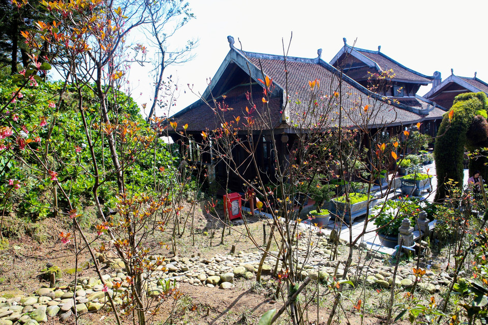 La pêche en forme de cloche brille de sa beauté sous le soleil du printemps à la montagne de Ba Na. Photo: VNA