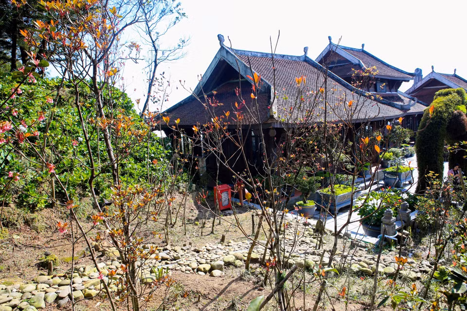 La pêche en forme de cloche brille de sa beauté sous le soleil du printemps à la montagne de Ba Na. Photo: VNA