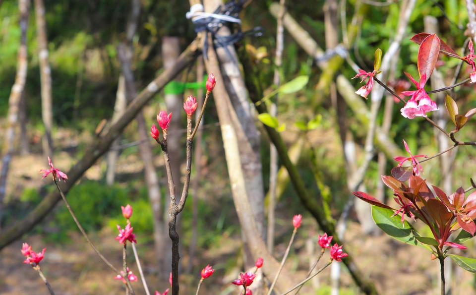 Ce type de fleur revendique sa beauté magique et charmante au printemps. Photo: VNA