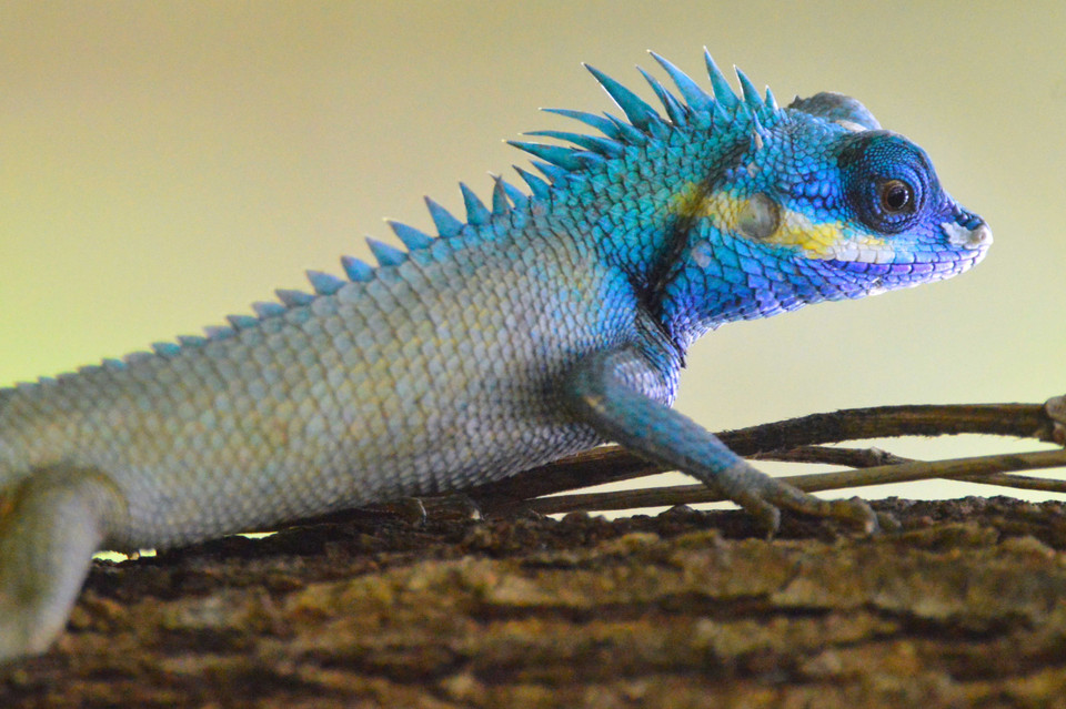 Un agame versicolore (Calotes versicolor), également appelé galéote versicolore ou lézard arlequin. Photo: VNA