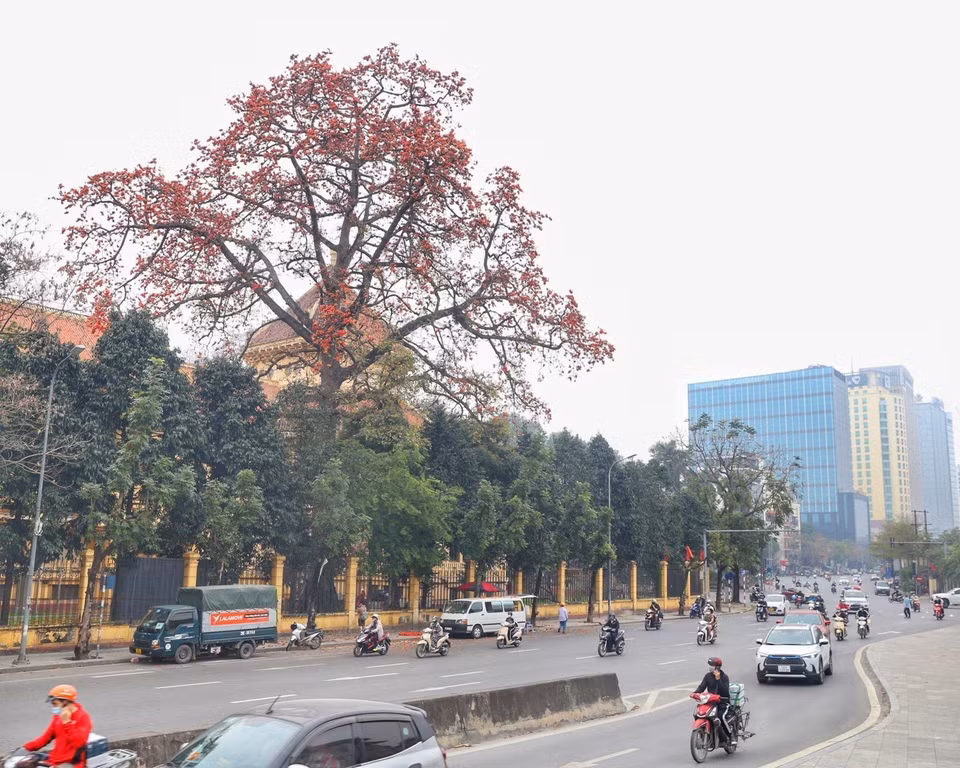 Les fleurs donnent l'impression que l'arbre entier est en flammes au coin d'une rue. Photo: VNA