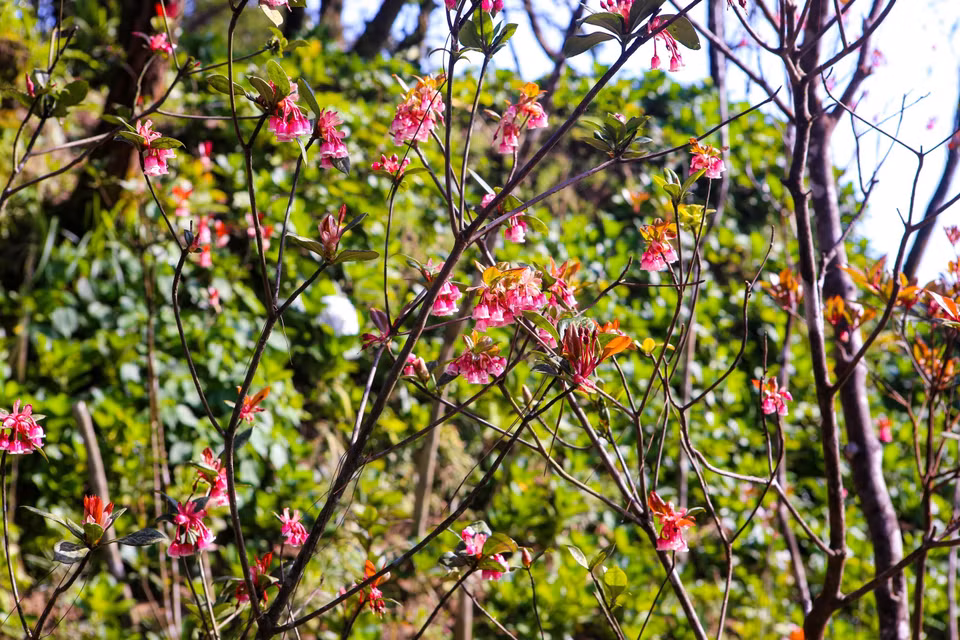 Les fleurs ne se trouvent que dans les zones montagneuses, à des hauteurs supérieures à 1.000 mètres. Photo: VNA