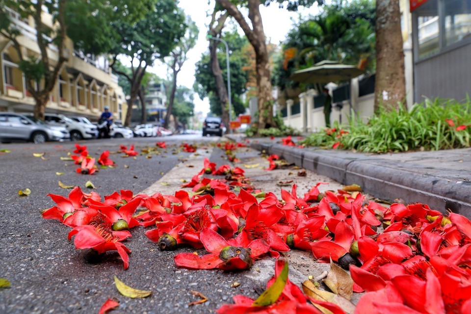 Les fleurs ont tendance à s'épanouir pendant quelques semaines avant de tomber dans la rue. Photo: VNA