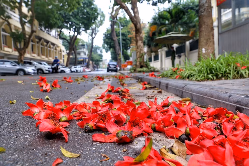 Les fleurs ont tendance à s'épanouir pendant quelques semaines avant de tomber dans la rue. Photo: VNA