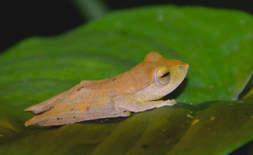 Une grenouille Robertinger, connue scientifiquement sous le nom de Rhacophorus robertingeri. Photo: VNA
