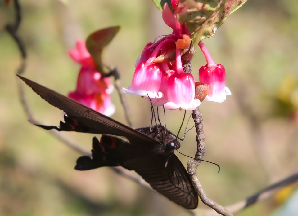 La fleur fleurit souvent de la fin de l'hiver au milieu du printemps, qui tombe de janvier à mars chaque année. Photo: VNA