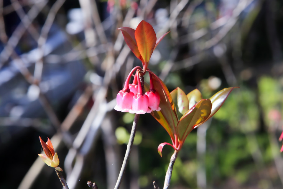 La fleur porte le nom "Hoa đào chuông", littéralement "fleurs de pêcher en forme de cloche" car ses pétales ressemblent à des cloches roses suspendues aux branches d'un arbre. Photo: VNA
