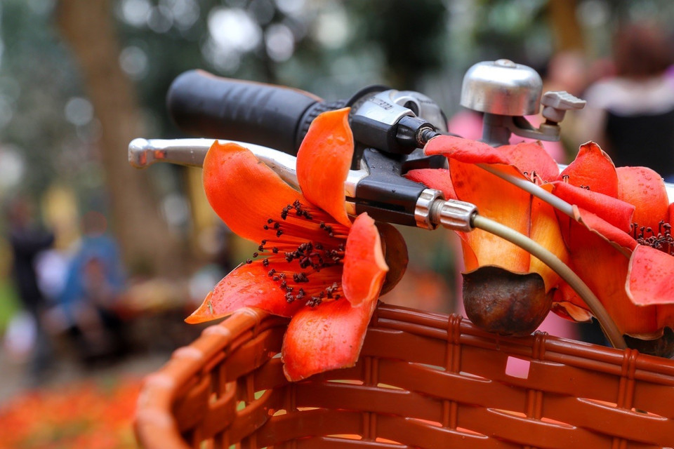 Pour la population locale, la vue de ces fleurs à cinq pétales en forme de coupe marque le début de l'été. Photo: VNA