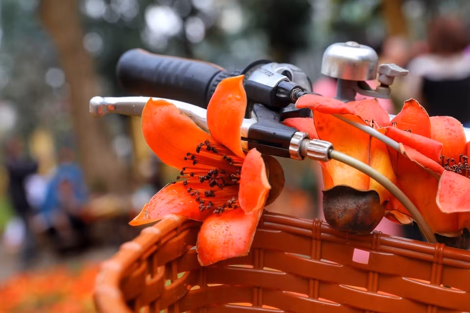 Pour la population locale, la vue de ces fleurs à cinq pétales en forme de coupe marque le début de l'été. Photo: VNA