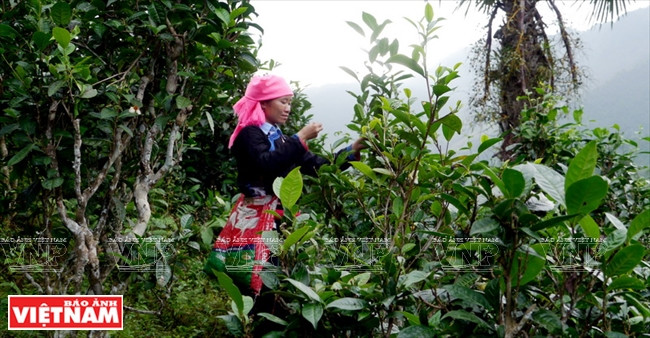 Les habitants d’ethnie Tày cueillent des bourgeons de théiers séculaires pour en vendre à l’usine d’Ecolink.