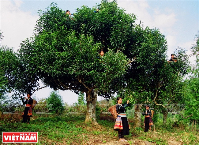 Cueillette des feuilles de thé pour préparer une boisson quotidienne.