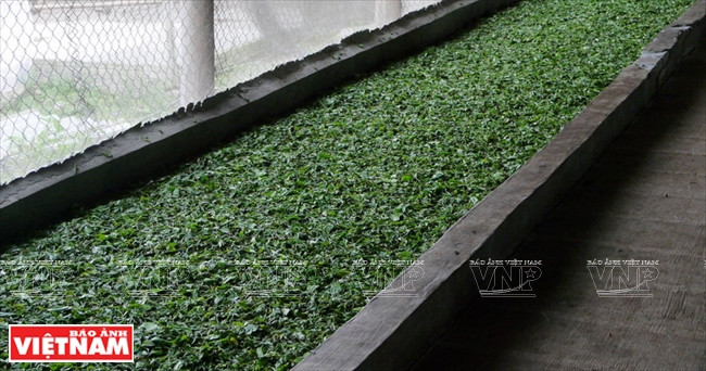 Chaîne de séchage du thé au soleil.