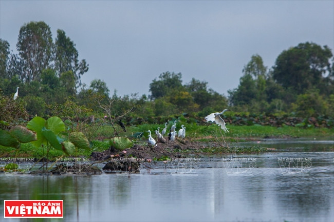 Nombre d’espèces d’oiseaux rares nichent ou hivernent dans la Réserve de Lang Sen. 