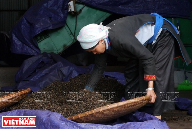 Une étape de traitement du thé dans une usine d’Ecolink.