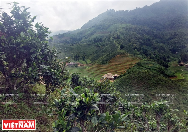 Une colline de théiers à Ban Lien, province de Bac Hà, Lao Caï.