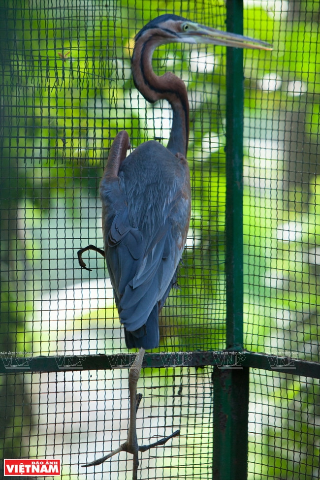 Oiseau de la réserve.