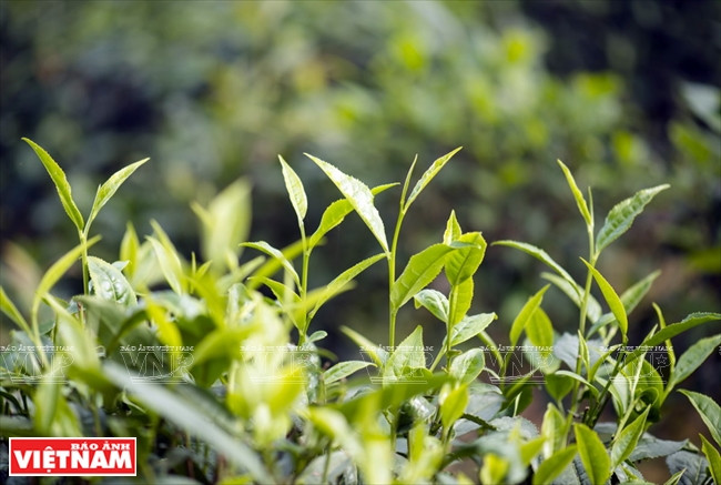 Les bourgeons de thé sont cueillis à la main, ce pour préserver au mieux la saveur du thé.