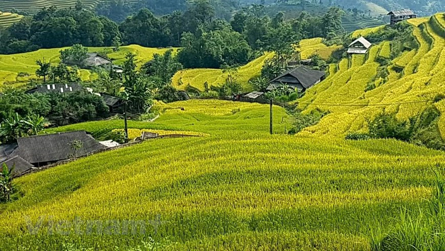 Hoang Su Phi est similaire à Y Ty, Sa Pa et Mu Cang Chai, mais avec encore moins de touristes. Photo: VNA 