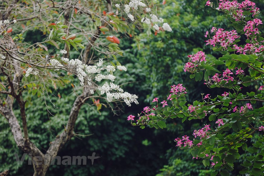 Selon les experts, il y a 2 espèces d'arbres "sua" : blanc et rouge. En particulier, le bois de "sua" rouge se vend beaucoup plus cher que son homologue blanc. Car, dans le passé, le bois de "sua" rouge était déjà utilisé dans la fabrication de mobiliers à la Cour du fait de sa résistance aux changements climatiques. En plus, selon la croyance, quiconque possède un objet ou un morceau de "sua" rouge dans sa maison, aura de la chance dans la vie. La capitale compte environ 1.400 arbres "sua" dont 666 de l'espèce rouge. Pourtant, en réalité, les arbres "sua" sont menacés d'oubli, la plantation de nouveaux arbres n'apparaissant pas dans les projets d'embellissement de la capitale. Photo : Minh Son/ Vietnam+