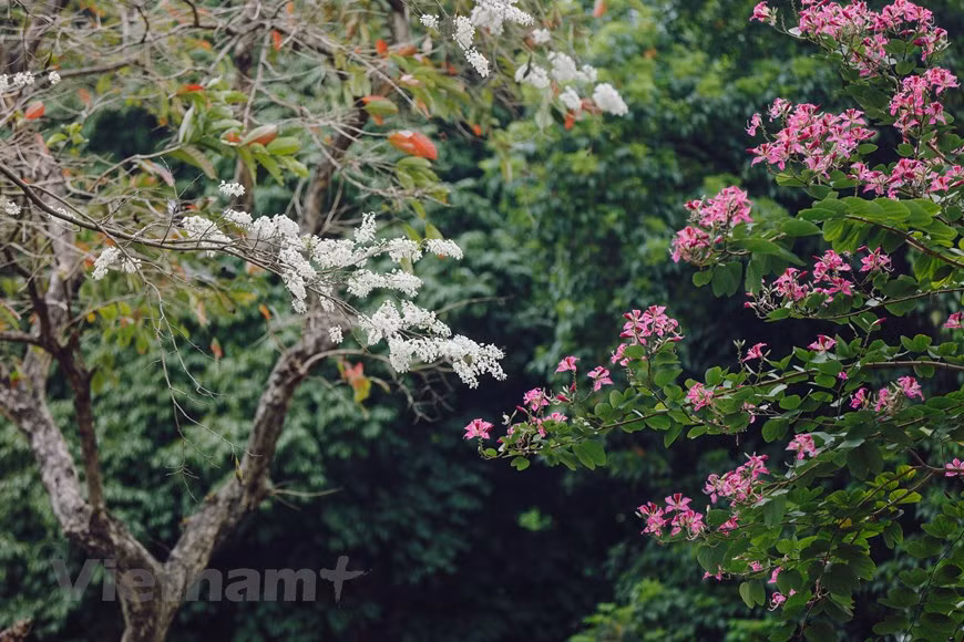 Selon les experts, il y a 2 espèces d'arbres "sua" : blanc et rouge. En particulier, le bois de "sua" rouge se vend beaucoup plus cher que son homologue blanc. Car, dans le passé, le bois de "sua" rouge était déjà utilisé dans la fabrication de mobiliers à la Cour du fait de sa résistance aux changements climatiques. En plus, selon la croyance, quiconque possède un objet ou un morceau de "sua" rouge dans sa maison, aura de la chance dans la vie. La capitale compte environ 1.400 arbres "sua" dont 666 de l'espèce rouge. Pourtant, en réalité, les arbres "sua" sont menacés d'oubli, la plantation de nouveaux arbres n'apparaissant pas dans les projets d'embellissement de la capitale. Photo : Minh Son/ Vietnam+