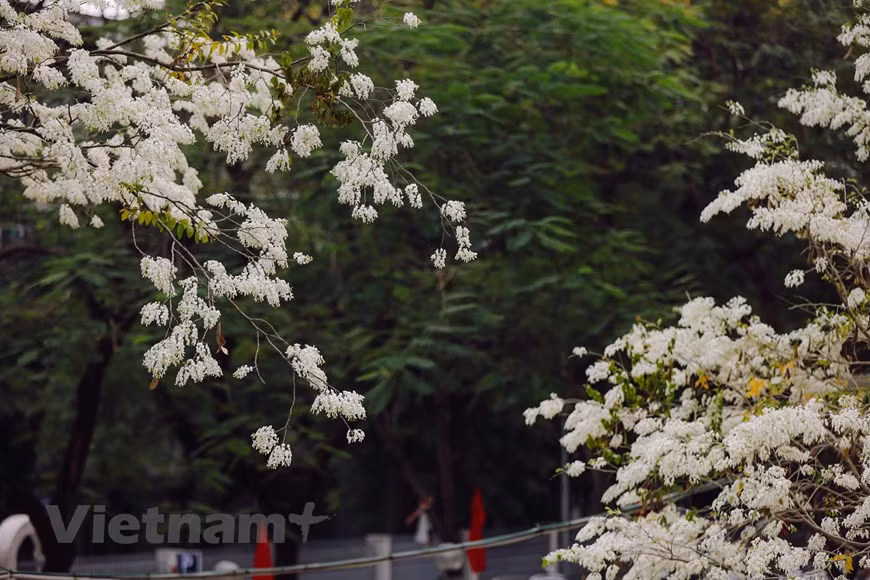 Chaque année, à la fin de février et au début de mars, quand le temps est encore un peu froid, les fleurs "sua" commencent à fleurir dans les rues et ruelles de la capitale. De nombreuses personnes comparent les fleurs "sua" du Vietnam à celles des cerisiers du Japon, car elles dégagent une beauté similaire. La beauté des fleurs "sua" est étroitement liée à l'image de Hanoï d'antan. Selon des experts, il y a deux espèces d'arbres "sua" : blanc et rouge. Si les fleurs du premier s'épanouissent entre février et mars, ceux du 2e apparaissent un peu plus tard, soit en avril. Photo : Minh Sơn/Vietnam+