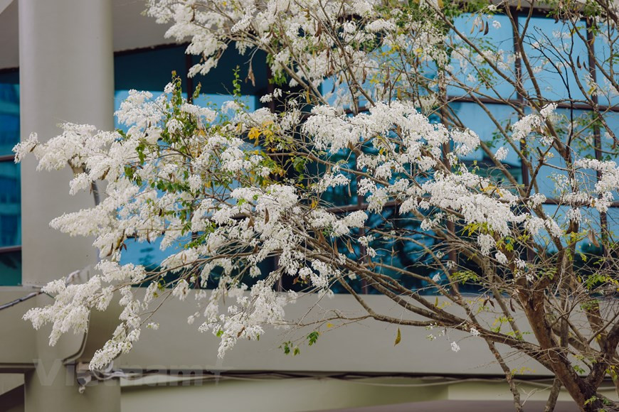 En mars, de nombreuses rues de la capitale de Hanoï connaissent la floraison des fleurs « sua ». C'est un trait charmant de Hanoï au printemps. La couleur cotonneuse de ces fleurs rend le paysage de la capitale romantique et paisible, attirant le regard des amoureux de Hanoï. Des fleurs blanches comme la neige frémissent sous le vent. La durée de brillance des fleurs « sua » est très courte. Ces belles fleurs dépérissent rapidement. De nombreux Hanoïens et des touristes étrangers profitent de la floraison des fleurs "sua" pour faire de belles photos souvenir. Ces arbres sont plantés dans plusieurs rues telles que Phan Dinh Phung, Hoang Hoa Tham, Giang Vo, Thanh Nien, etc. Photo : Minh Son/Vietnam+