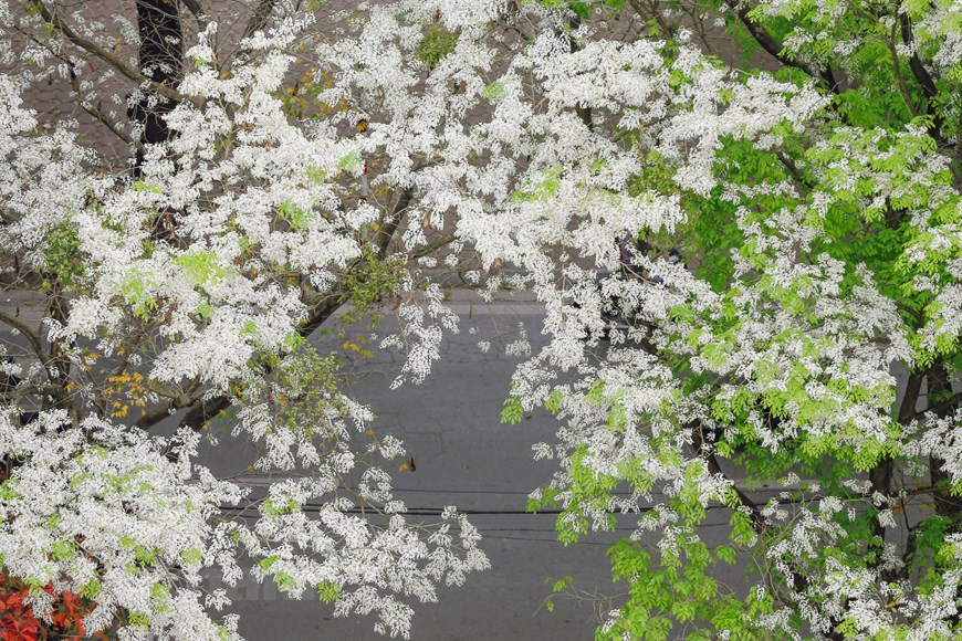 La couleur blanche pure incomparable apporte une beauté tout à fait unique à cette fleur de la capitale, captivant chaque personne en se souvenant de Hanoï. Les arbres "sua" à Hanoï ne sont pas plantés sur le long de toute la route, mais chaque fois que leurs fleurs s'épanouissent, il est facile de les voir de loin. La couleur caractéristique des fleurs rend cet arbre très remarquable. Il n'est pas aisé de pouvoir admirer les fleurs blanches de l'arbre "sua", car elles s'épanouissent seulement pendant quelques semaines au printemps, soit du mois de février à celui de mars. Les arbres "sua" constituent une partie intégrante de la beauté gracieuse de Hanoï. Photo : Minh Son/Vietnam+