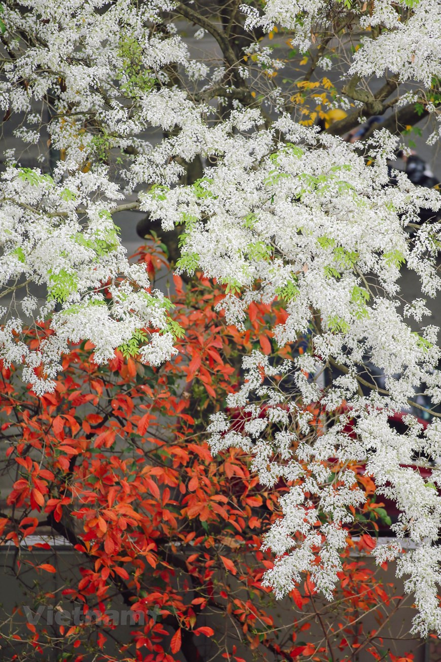 Les arbres "sua" ont été plantés de façon clairsemée dans certaines rues (Phan Dinh Phung, Hàng Dau, Tran Hung Dao, Hoang Hoa Tham, Phan Chu Trinh, Thanh Nien…), ou espaces verts (Jardin botanique, parc Thong Nhat). Il n'est pas aisé de pouvoir admirer les fleurs blanches de l'arbre "sua", car elles s'épanouissent seulement pendant quelques semaines au printemps, soit du mois de février à celui de mars. Néanmoins, les heureux chanceux qui ont déjà eu l'occasion de les contempler ont beaucoup de mal à chasser cette belle image de leur mémoire. Parmi eux, nombreux comparent les fleurs "sua" à celles des cerisiers du Japon, car elles dégagent une beauté similaire. La beauté des fleurs "sua" est étroitement liée à l'image de la capitale d'autrefois. Photo : Minh Son/Vietnam+