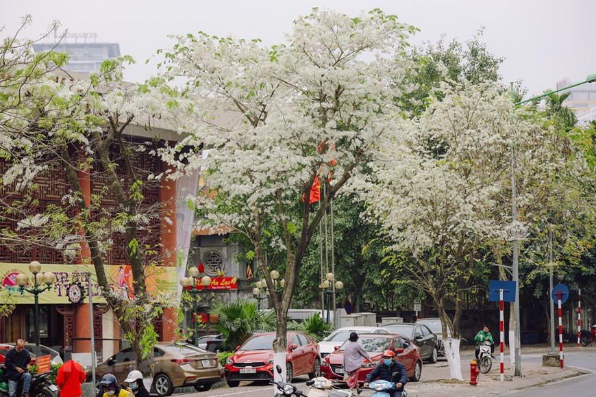 Les fleurs "sua" s'épanouissent dans une ruelle de la capitale. Leur couleur blanche est tout à fait distinguée. Photo : Minh Son/Vietnam+