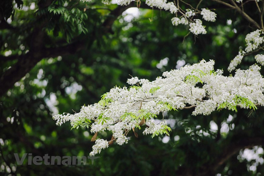 Les fleurs "sua" s'épanouissent seulement pendant quelques semaines au printemps. Photo : Minh Son/Vietnam+ 