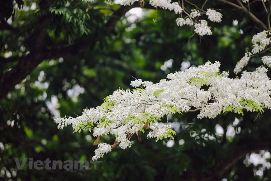 Les fleurs "sua" s'épanouissent seulement pendant quelques semaines au printemps. Photo : Minh Son/Vietnam+ 