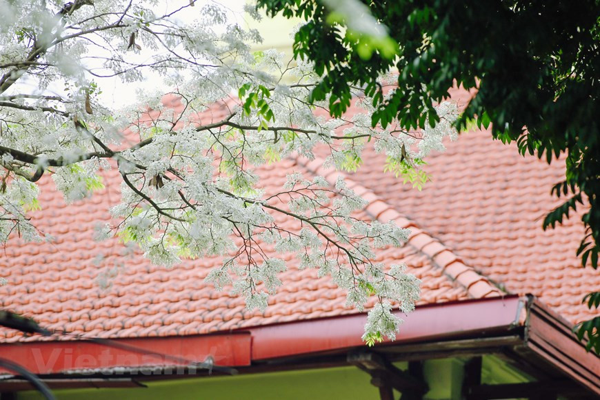À côté des lacs, des maisons à l'architecture française, de l'ancien quartier, les arbres "sua" (Dalbergia bouruana gagu) prennent également part au charme de Hanoï qui la distingue de n'importe quelle autre ville du pays. Photo : Minh Son/Vietnam+