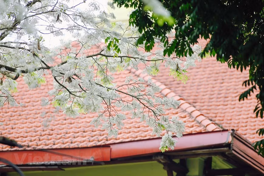 À côté des lacs, des maisons à l'architecture française, de l'ancien quartier, les arbres "sua" (Dalbergia bouruana gagu) prennent également part au charme de Hanoï qui la distingue de n'importe quelle autre ville du pays. Photo : Minh Son/Vietnam+ 